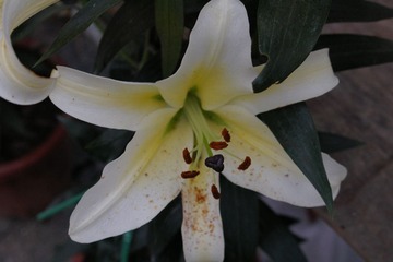 IMGP0780.JPG
