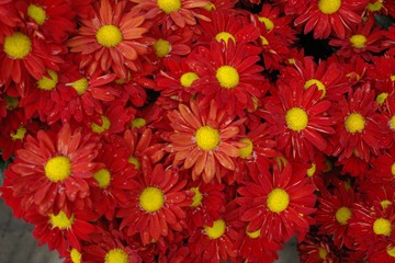 IMGP0803.JPG