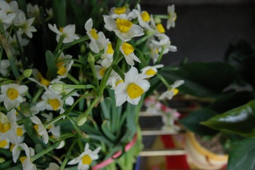 IMGP0806.JPG
