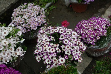 IMGP0873.JPG