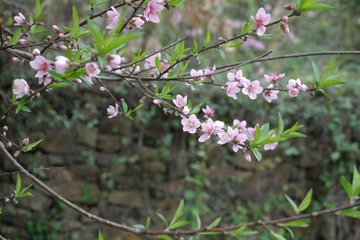 IMGP1526.JPG