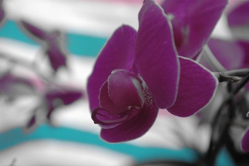 IMGP0786.jpg