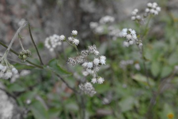 IMGP1032.jpg