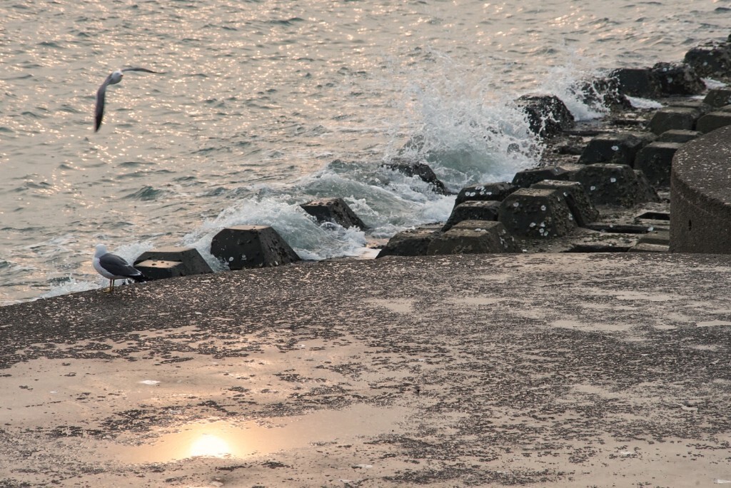 夕阳的海边<br />
浪花拍打岸边的石头<br />
夕阳的倒影映在冲上岸边的水中<br />
海鸥在飞<br />
