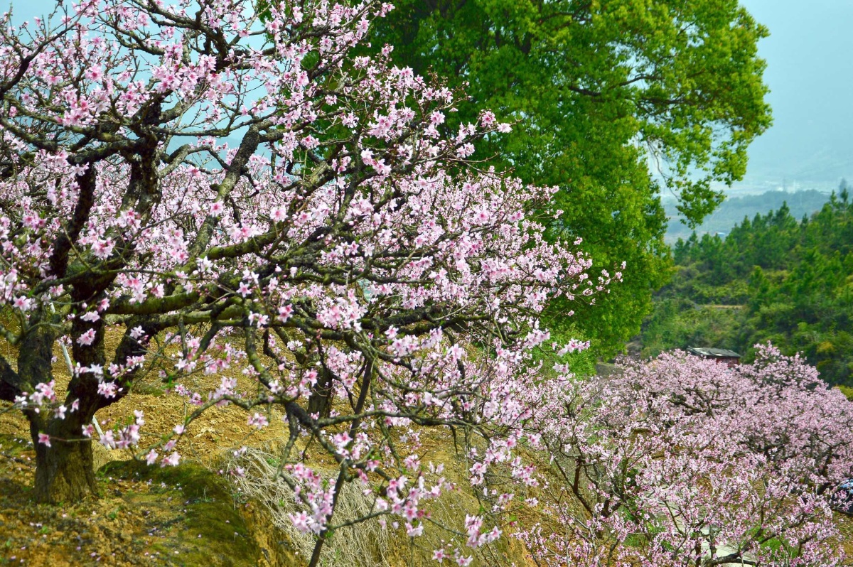 桃花仙人种桃树 又摘桃花换酒钱