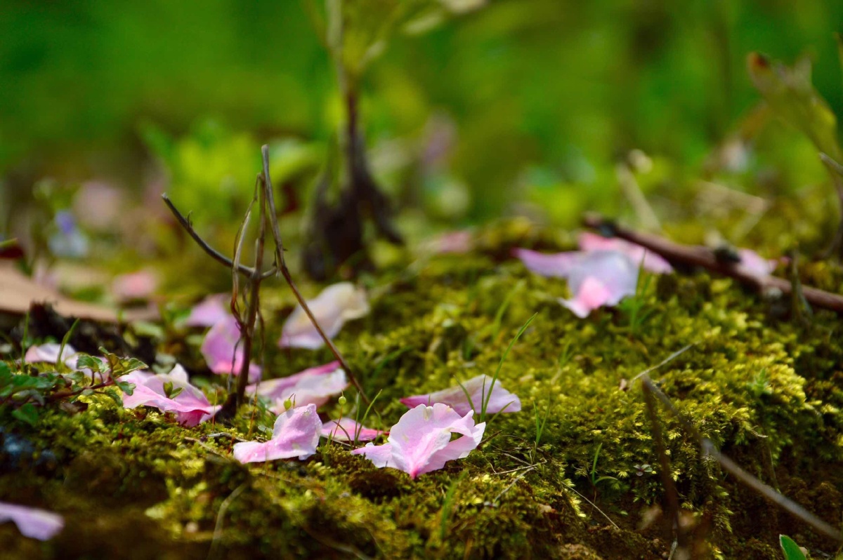 桃花仙人种桃树 又摘桃花换酒钱
