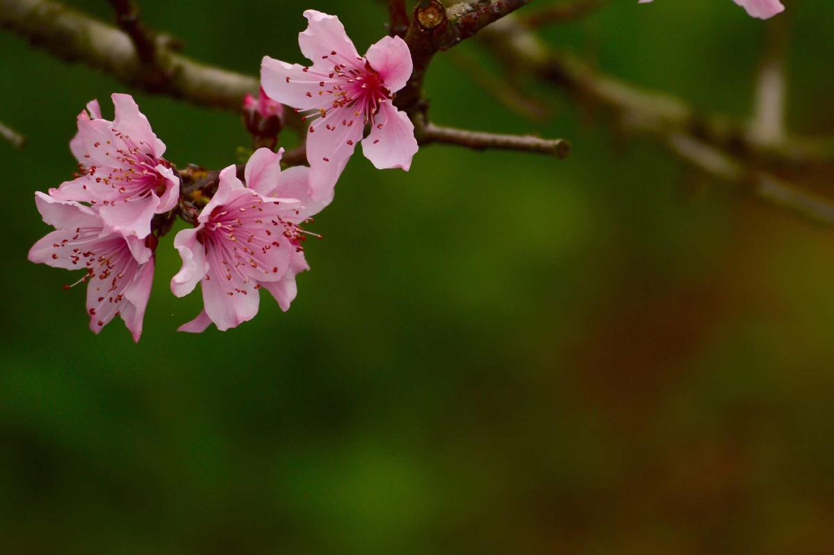 桃花仙人种桃树 又摘桃花换酒钱