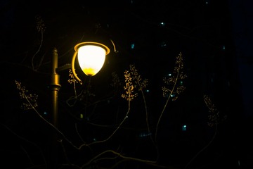 家门口的魔幻森林