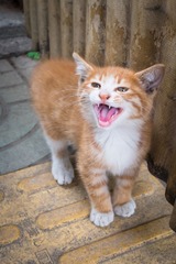 喵！你谁！哪单位的！