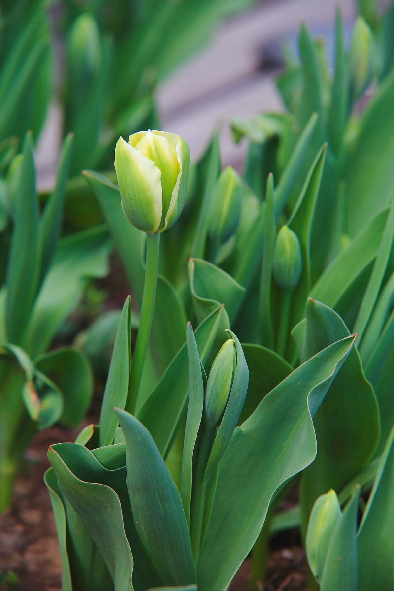 绿之郁金香