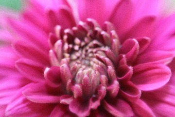 IMG_9924.JPG