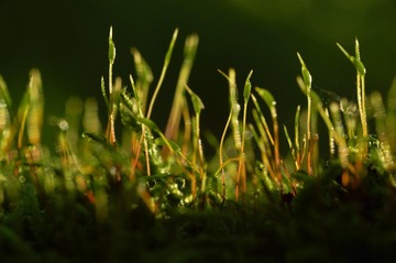 _MG_0866-1