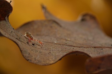 _MG_0902-1