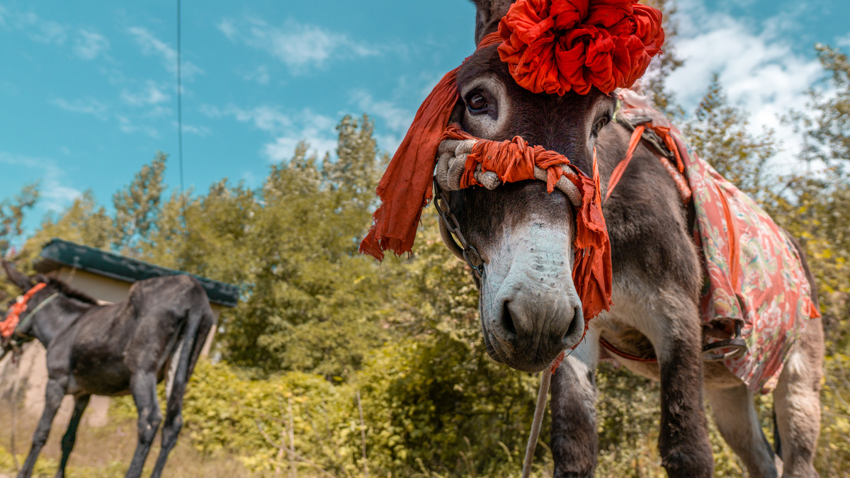 等着入场表演的驴儿