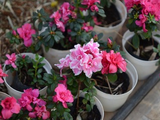 DSC_2197_副本.jpg