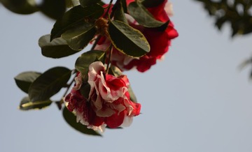 DSC_2200_副本.jpg