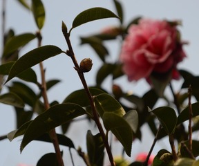 DSC_2201_副本.jpg