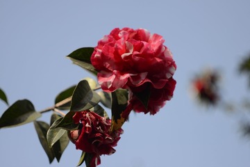 DSC_2205_副本.jpg