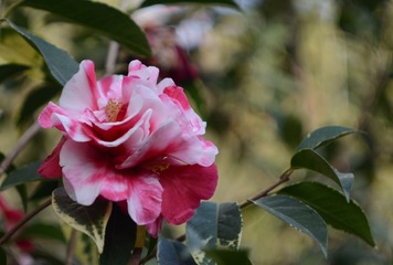DSC_2207_副本.jpg