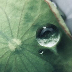 【暮春时，谷雨润新芽】