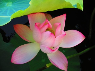 【盛夏荷花】7