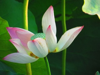【盛夏荷花】9