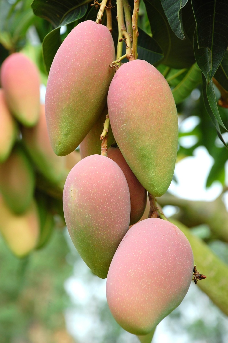 田东芒果 走向世界