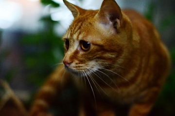 DSC_0095.jpg