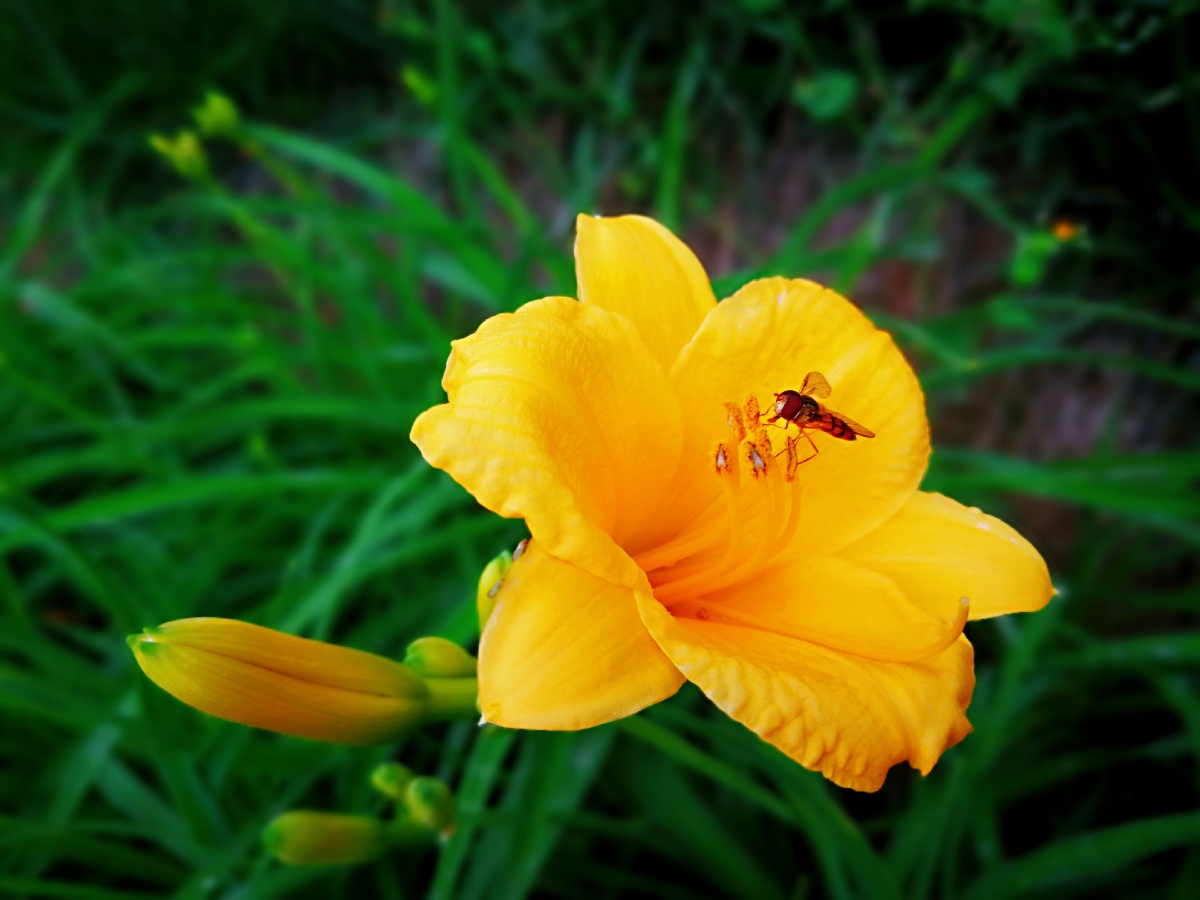 中国的母亲花萱草慈亲倚堂门不见萱草花