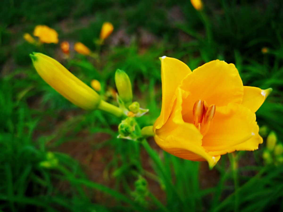 中国的母亲花萱草慈亲倚堂门不见萱草花