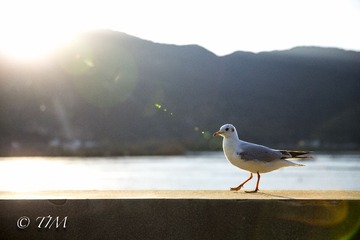 海鸥2.jpg