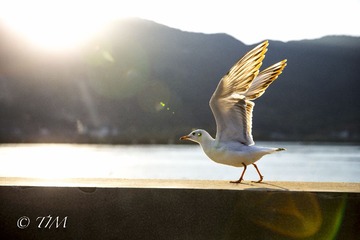 海鸥3.jpg