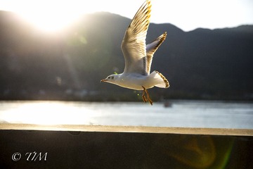 海鸥4.jpg