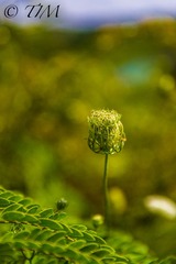 植物1.jpg