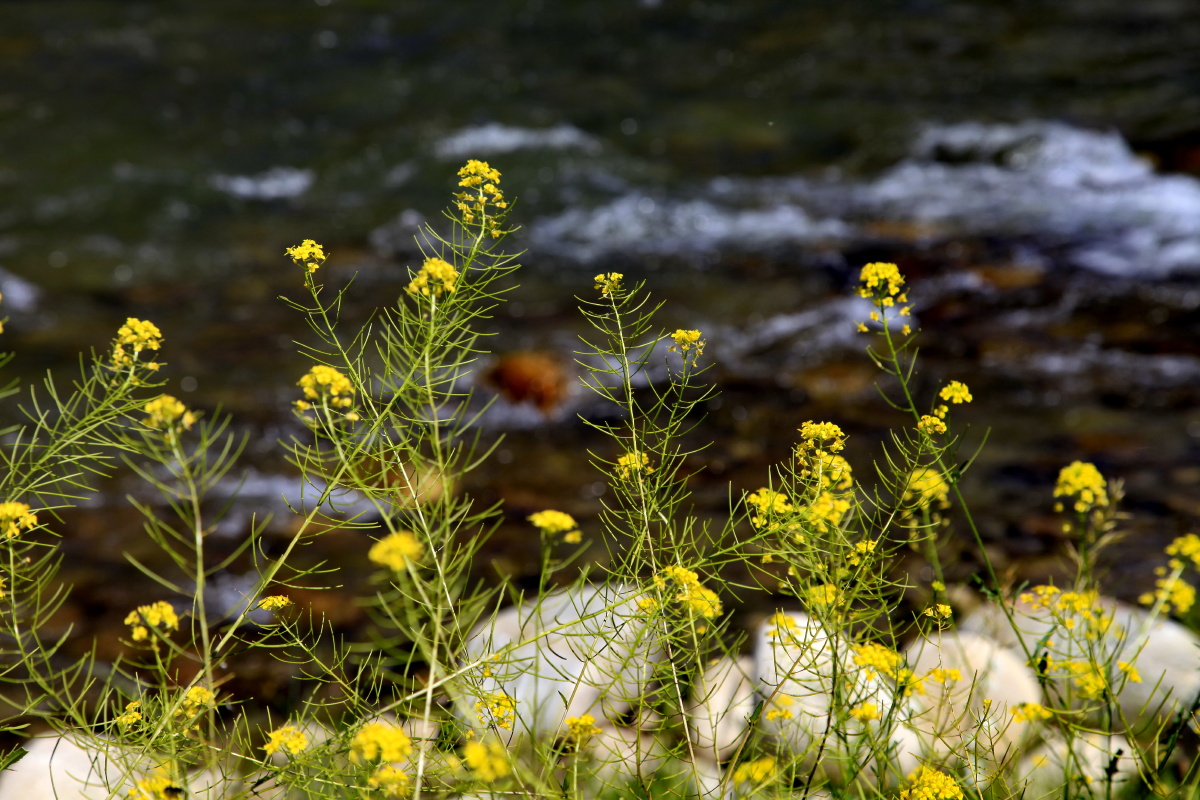 苔花如米小也学牡丹开