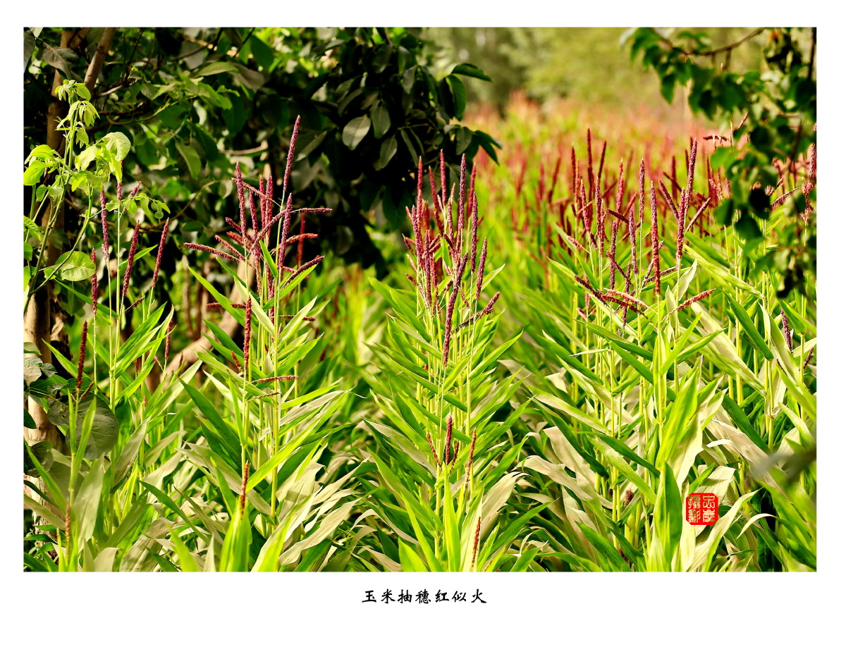 玉米抽穗红似火