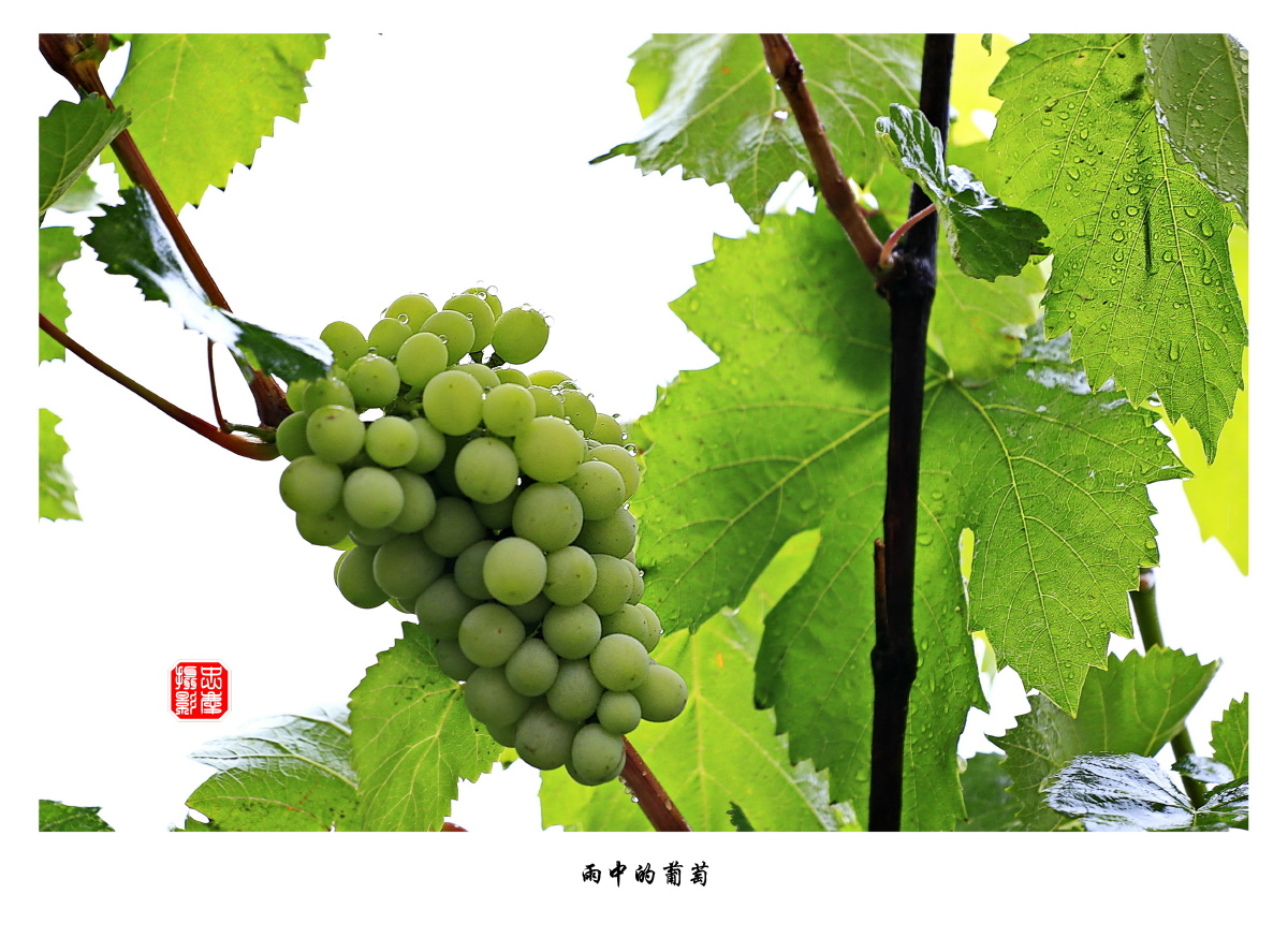 雨中的葡萄