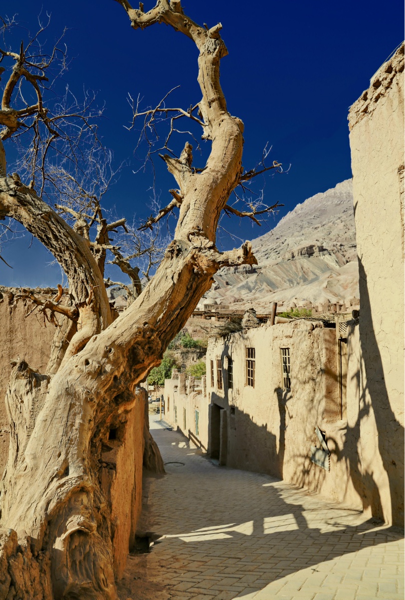 吐峪沟村的胡杨新疆吐鲁番