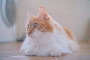 84D4DFBB-8AE8-42BF-957E-C4FF683868E7/L0/001