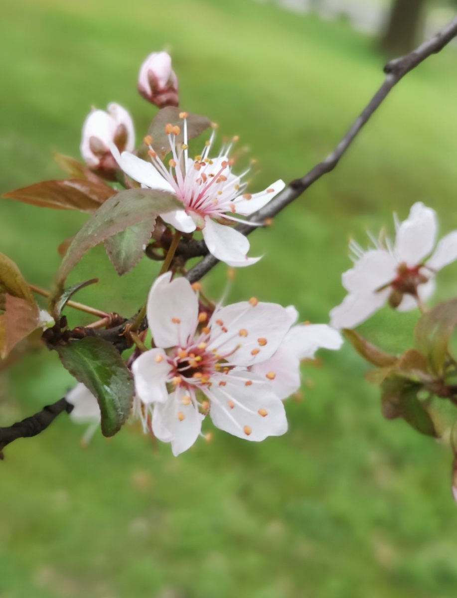 红叶李树花盛开(湘潭市岳塘区)