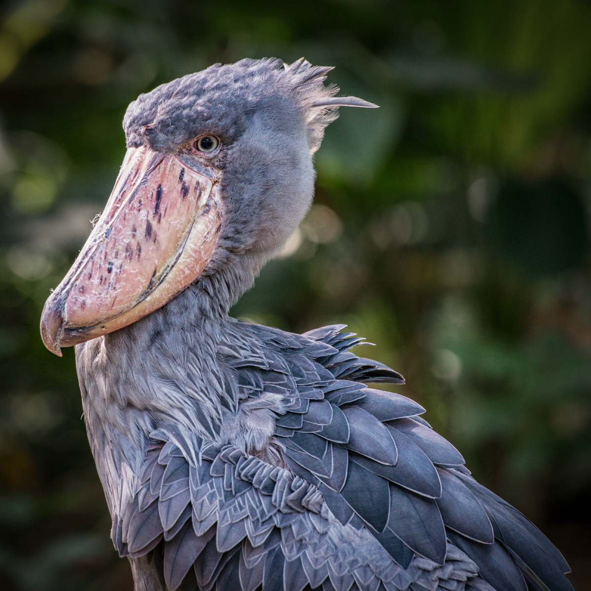鲸头鹳.拍摄于新加坡.