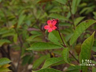 P1000283.jpg