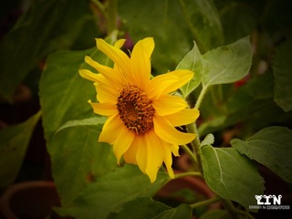 P1000453_副本.jpg