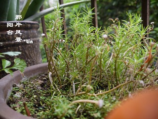 P1010326.jpg
