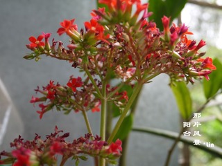 P1010330.jpg