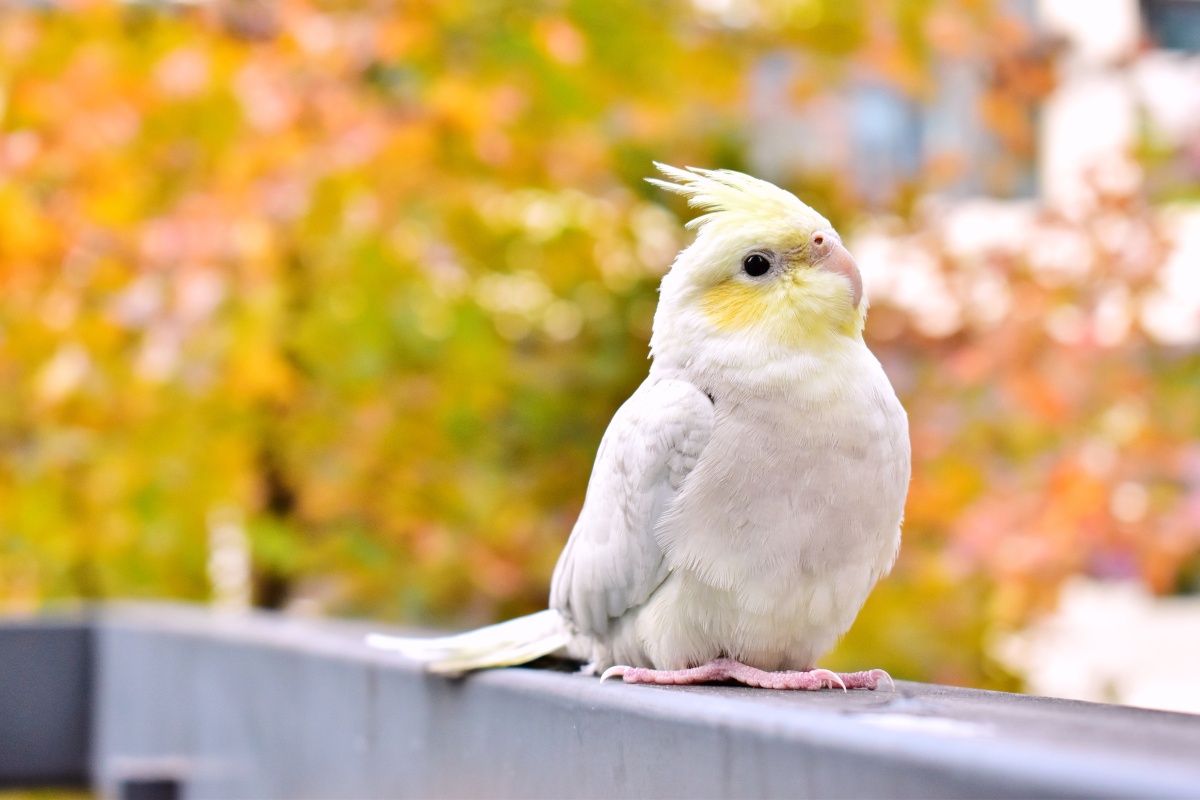 秋天的枫香树与小玄凤鹦鹉