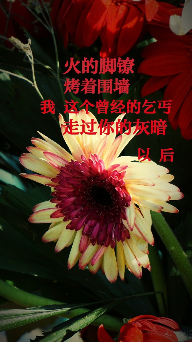 自制明信片 自己写的一句话,配上一张自己满意又贴切的照片,都是水平.