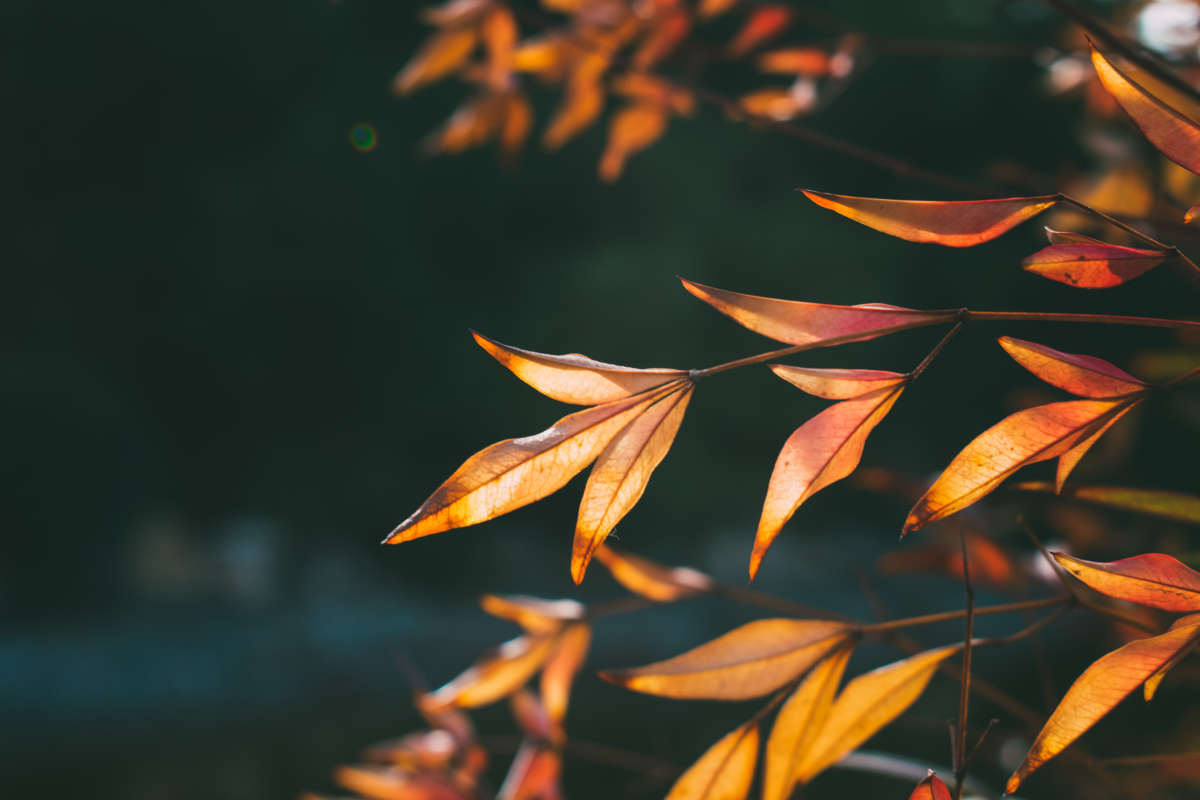 光影下律动的树叶