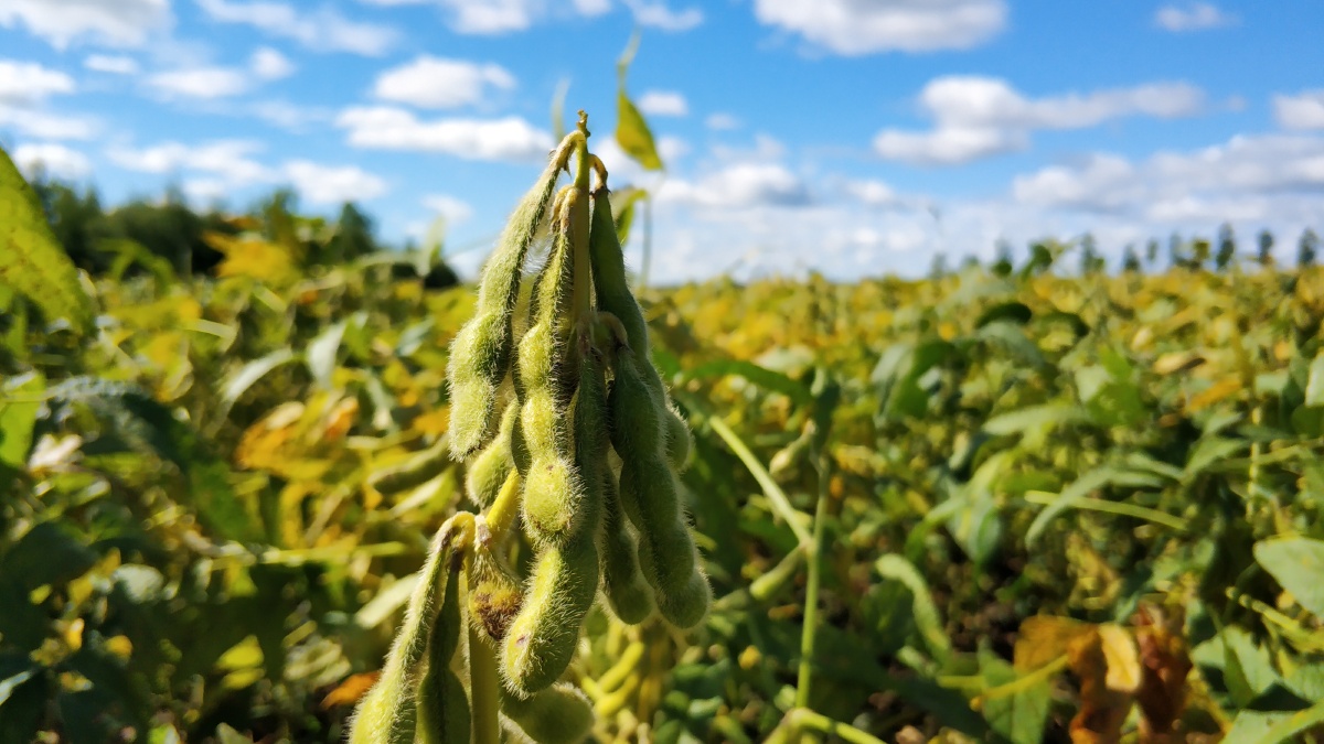 秋季的东北满眼都是大豆高粱