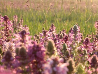 P8070027
